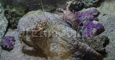 彩绘刺龙虾或彩绘岩龙虾，泛紫病毒云彩龙，成人站在岩石上，实时